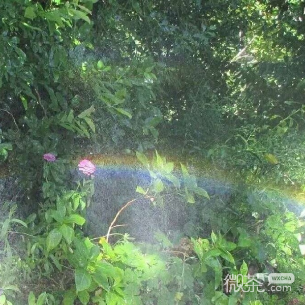 新鲜唯美静物背景图