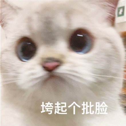 微信搞笑可爱卖萌表情6/22（一）