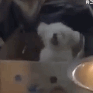 抖音三只猫,五只猫摇头蹦迪搞笑表情包动图