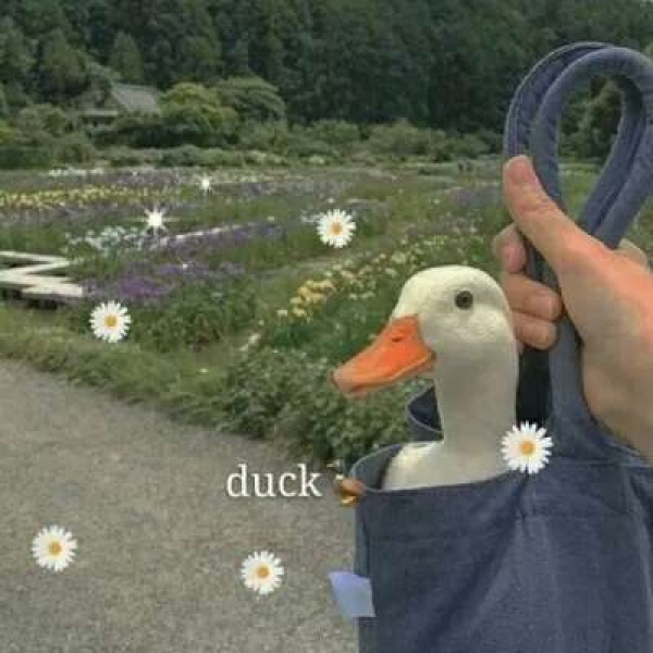 新鲜唯美静物背景图