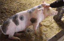 微信近期斗图恶搞表情包2020/6/23（二）