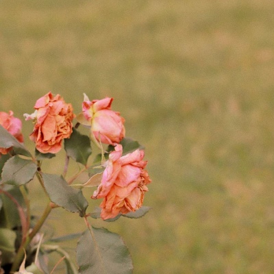 ins风清新美好生活随景背景图