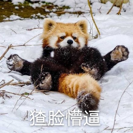 微信搞笑无厘头表情包6/28(二)