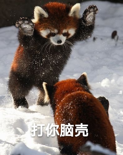 微信搞笑无厘头表情包6/28(二)