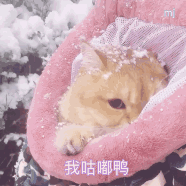 微信近期斗图表情包2020/7/6（二）