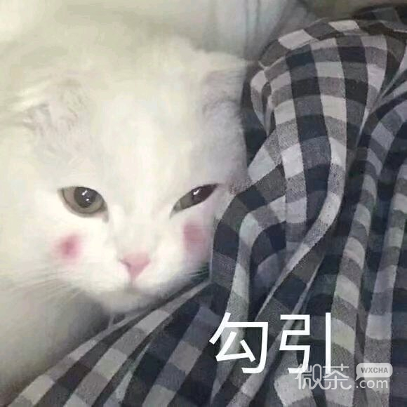 微信近期斗图恶搞表情2020/7/8（二）