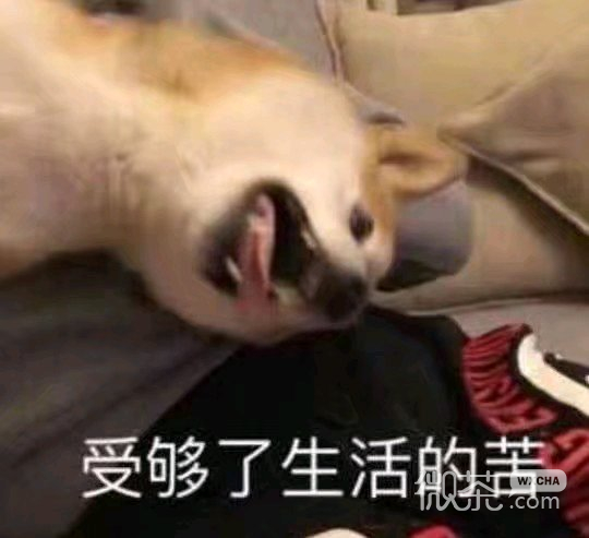 微信近期搞笑斗图表情包2020/7/21