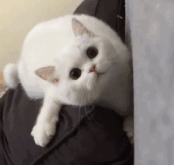 微信近期搞笑斗图表情包2020/7/21（二）