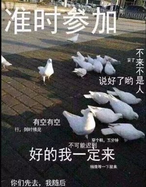 鸽友会微信聊天表情包