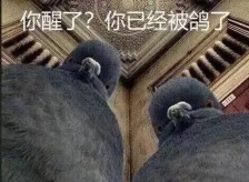 鸽友会微信聊天表情包