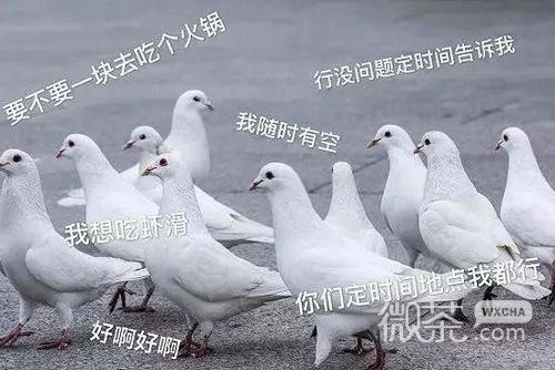 鸽友会微信聊天表情包