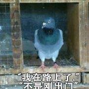 鸽友会微信聊天表情包