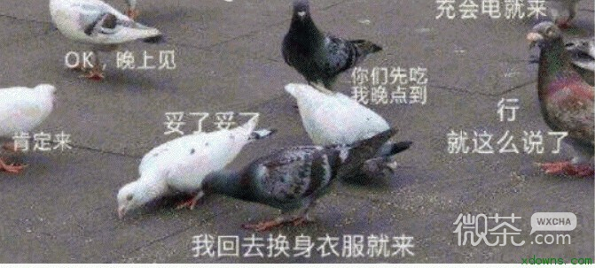 鸽友会微信聊天表情包