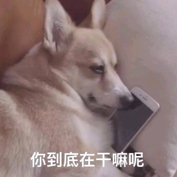 微信搞笑群聊斗图表情包2020/7/25