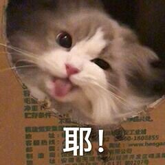 微信搞笑群聊斗图表情包2020/7/25