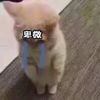 微信搞笑群聊斗图表情包2020/7/28