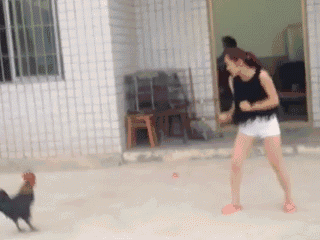 无翼鸟之绝对双刃动态图