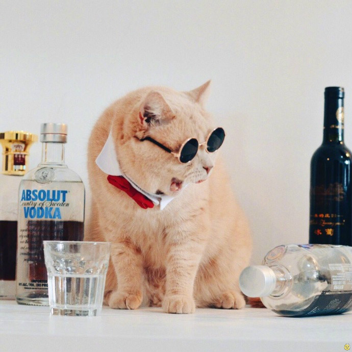 微信咖喱橘猫表情包