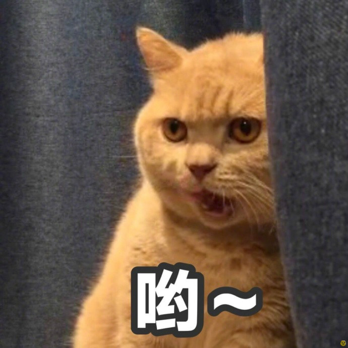 微信咖喱橘猫表情包