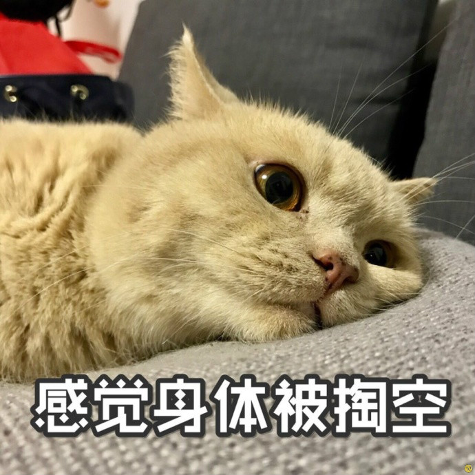 微信咖喱橘猫表情包