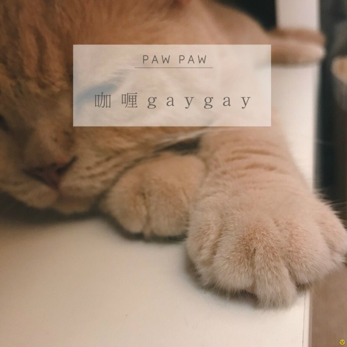 微信咖喱橘猫表情包