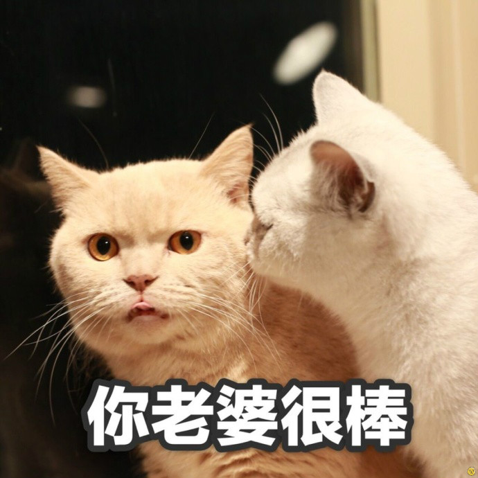 微信咖喱橘猫表情包