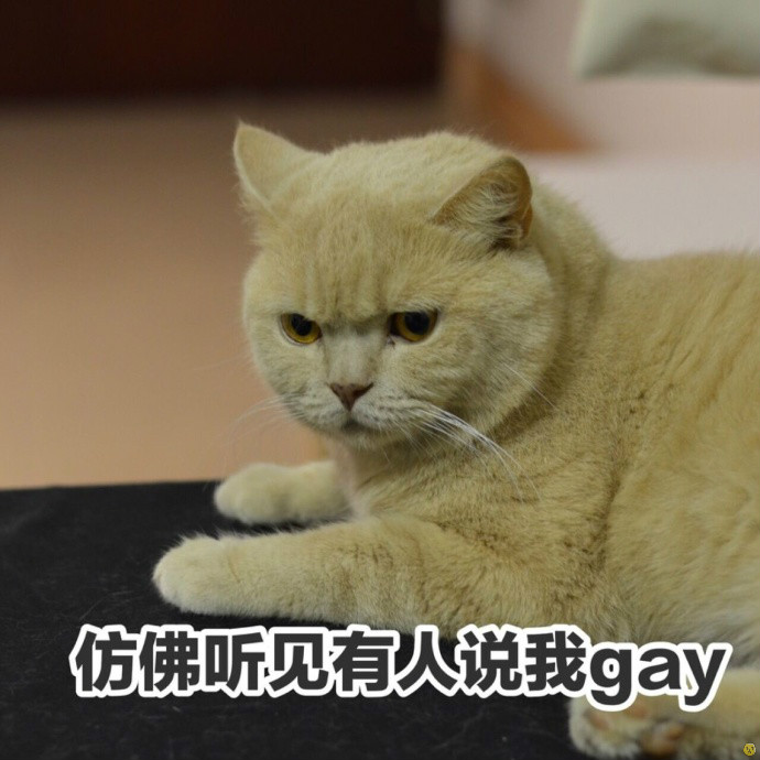 微信咖喱橘猫表情包