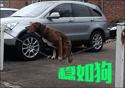 一组魔性的动态搞笑微信表情包