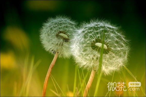 唯美青葱的大自然微信头像