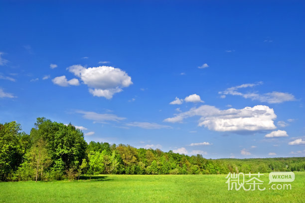 唯美青葱的大自然微信头像