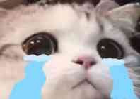 微信近期斗图恶搞表情2020/8/13