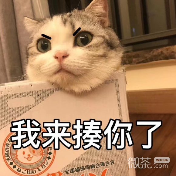 微信近期斗图恶搞表情2020/8/14（二）