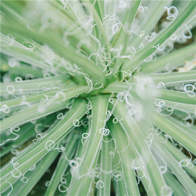 森系小清新绿色系微信头像