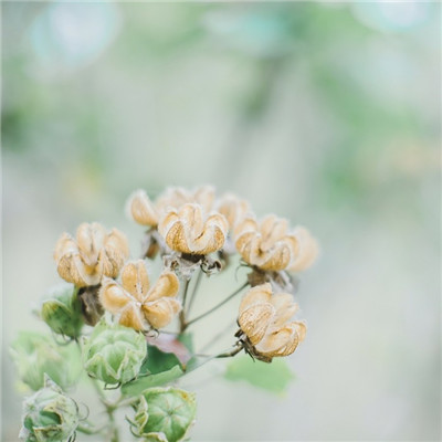 森系小清新绿色系微信头像