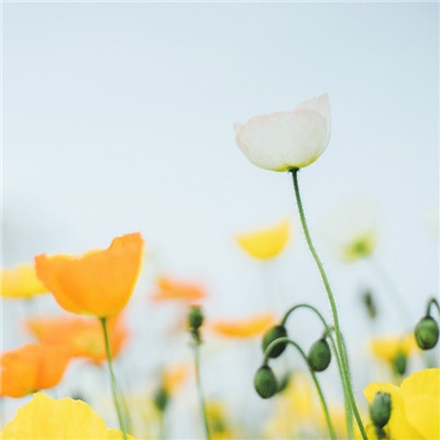 森系小清新绿色系微信头像