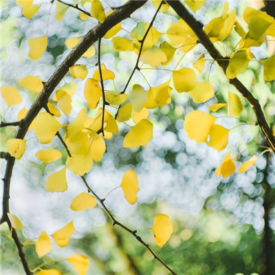 森系小清新绿色系微信头像