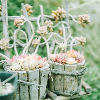 森系小清新绿色系微信头像