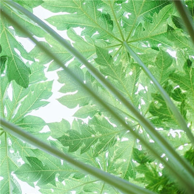 森系小清新绿色系微信头像