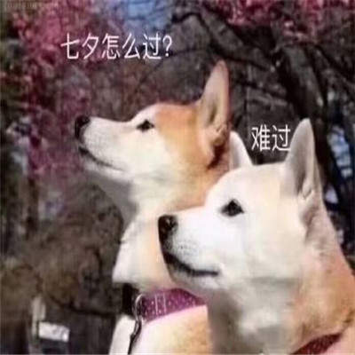 七夕节单身狗微信表情包