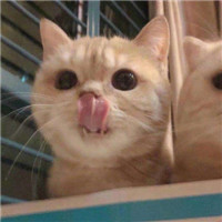 可爱的猫咪情侣头像