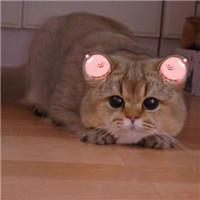 可爱的猫咪情侣头像