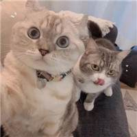 可爱的猫咪情侣头像