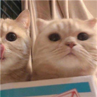 可爱的猫咪情侣头像