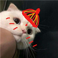 可爱的猫咪情侣头像