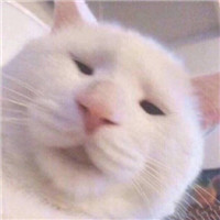 可爱的猫咪情侣头像