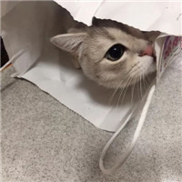 可爱的猫咪情侣头像