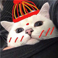 可爱的猫咪情侣头像