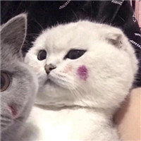 可爱的猫咪情侣头像
