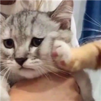 可爱的猫咪情侣头像