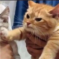 可爱的猫咪情侣头像